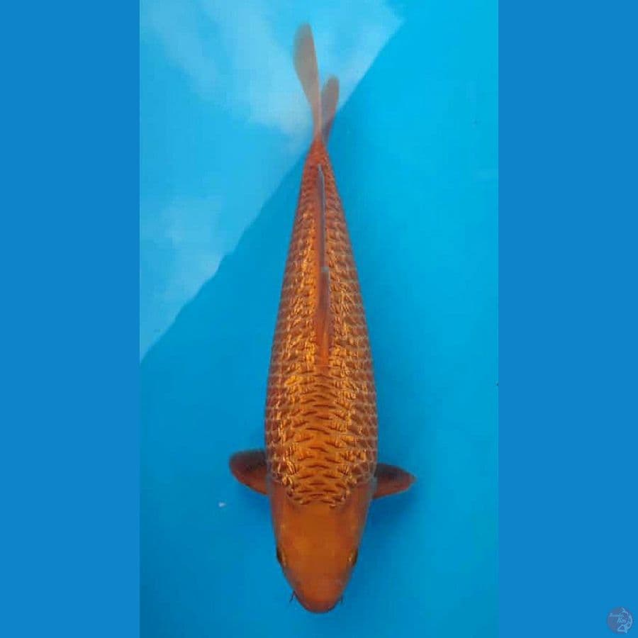 NOZOMI 05. Caramel Ginrin 35cm / Male