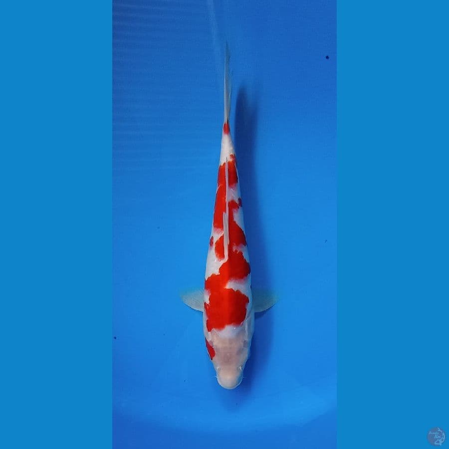KOHAKU 27CM