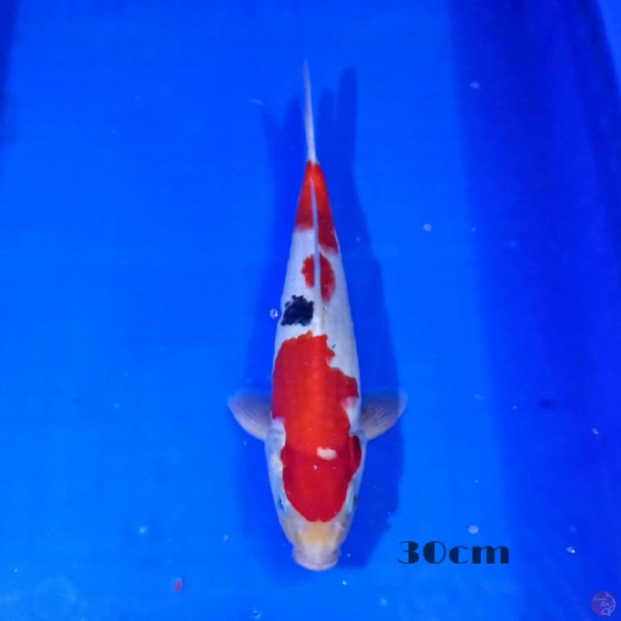 Showa 30cm