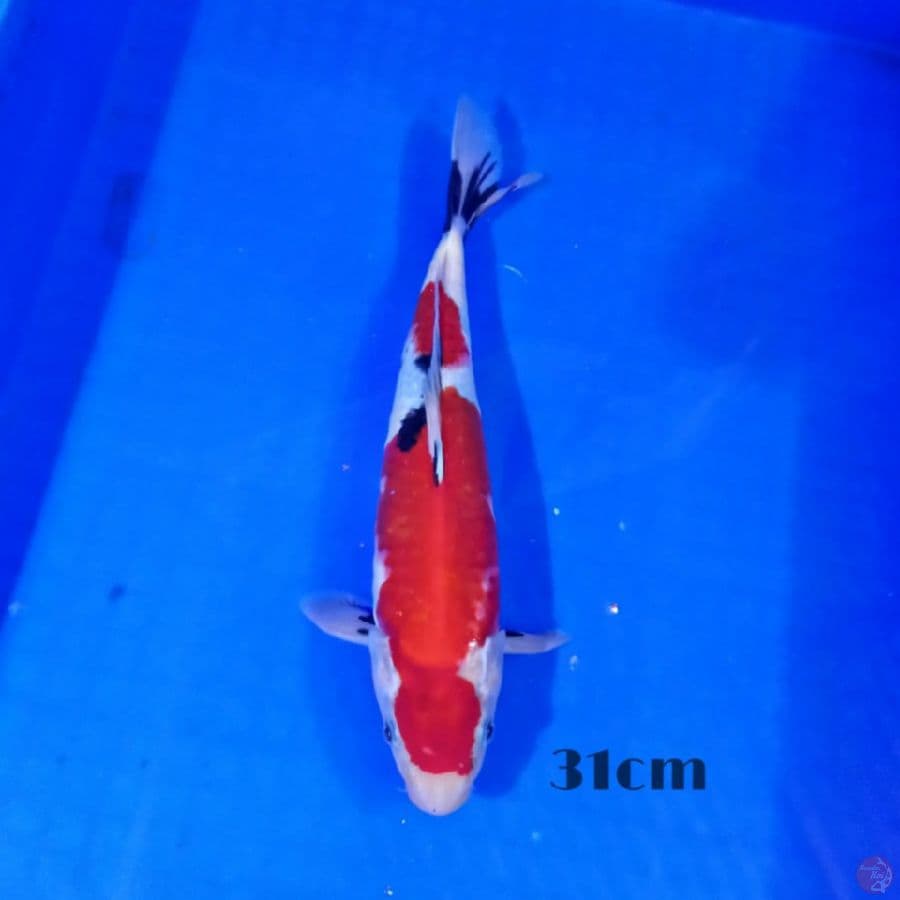 Showa 31cm