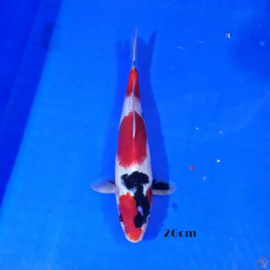 Showa 26cm