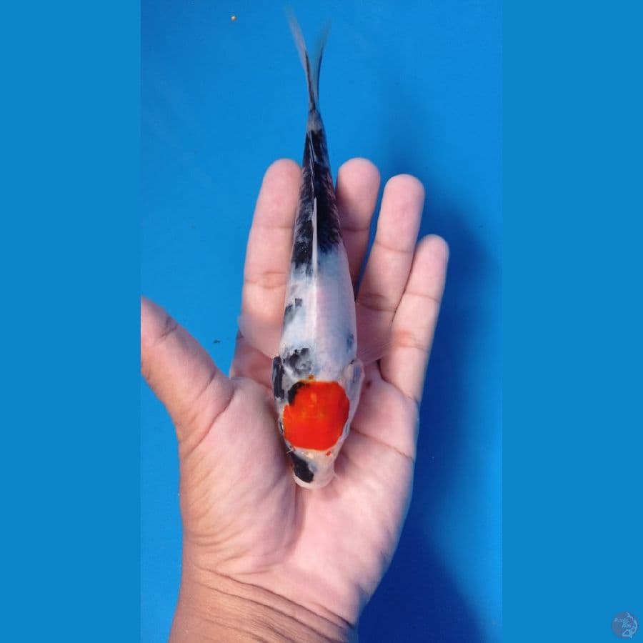 TC SHOWA 17cm