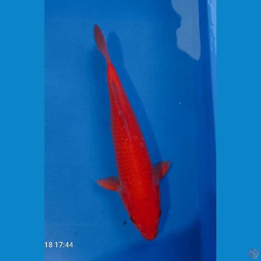 37cm red karashie
