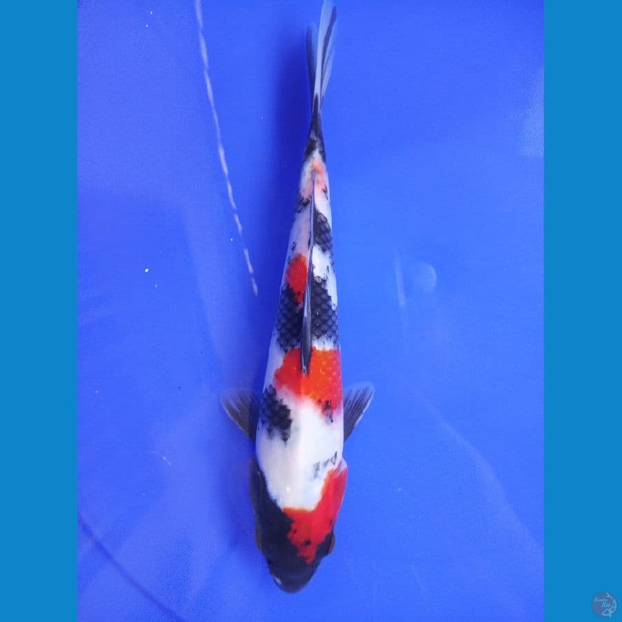 showa maroten 25 cm