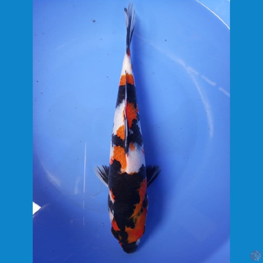 showa garang 28 cm