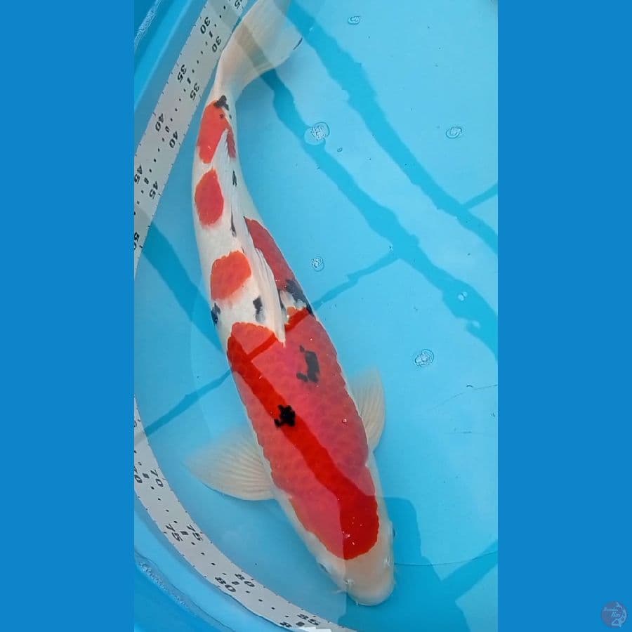Jantan 55 cm