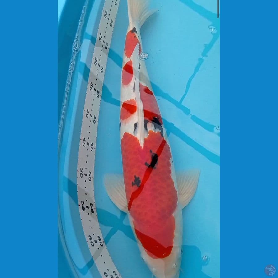 Jantan 55 cm