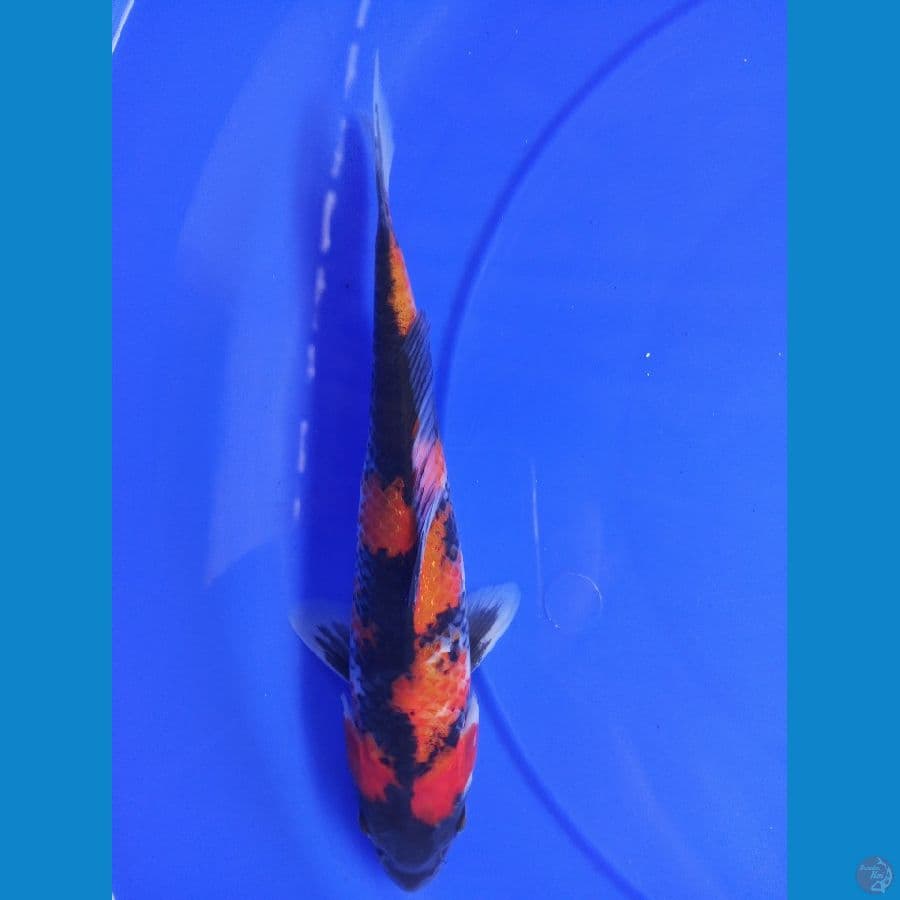 showa setrong 28 cm