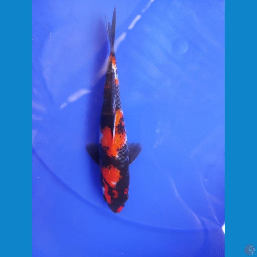 showa garang 21 cm