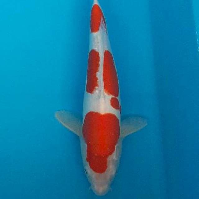 Kohaku doit 31cm