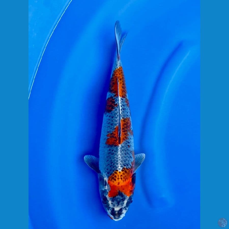 37cm , Kogane Ochiba