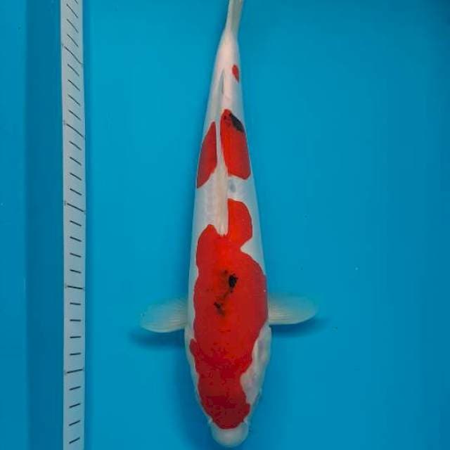 Doitsu sanke 33cm