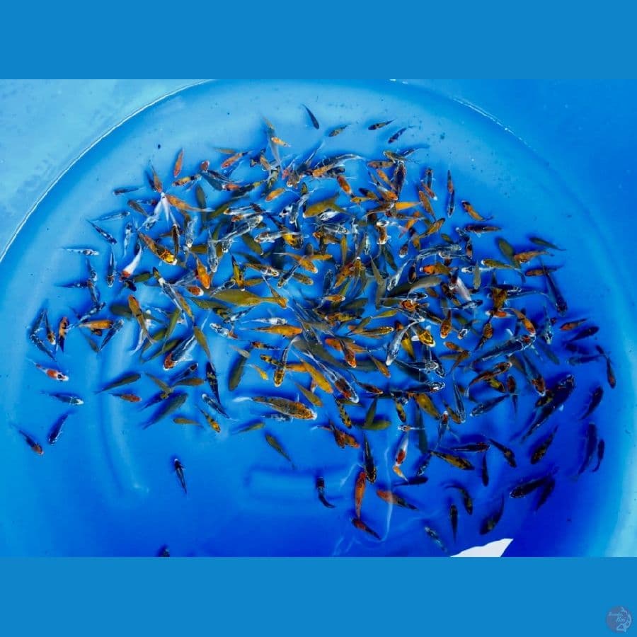 5-13 cm , 350ekor showa ,karamel , goshiki