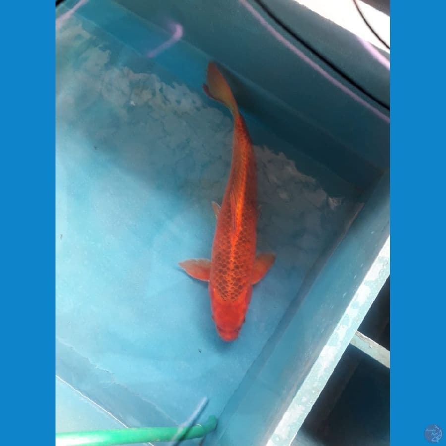 Akamatsuba 55BU,,, Male