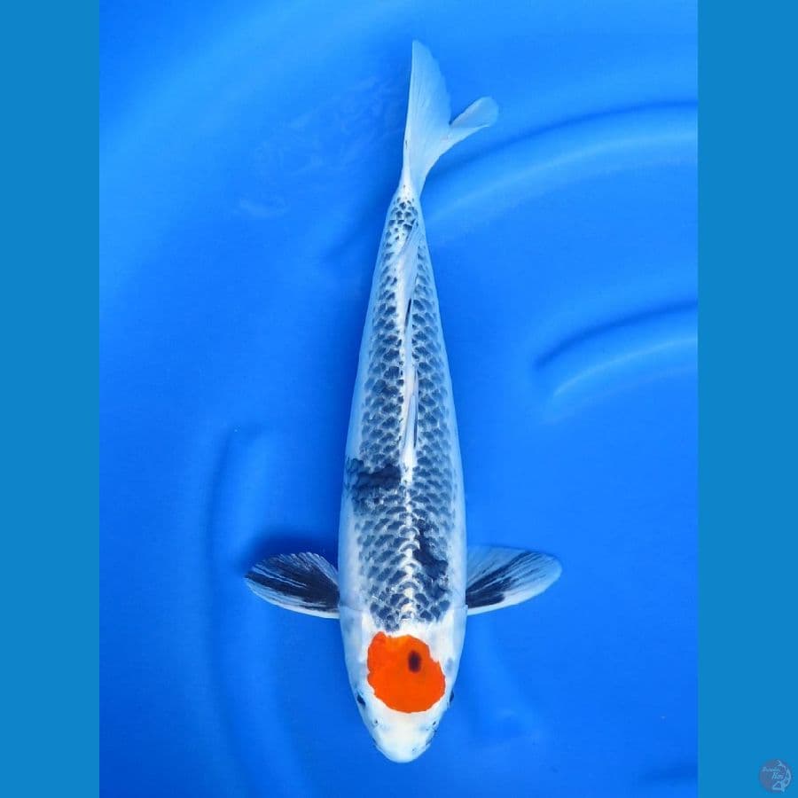 Super Rare Tancho , 46cm