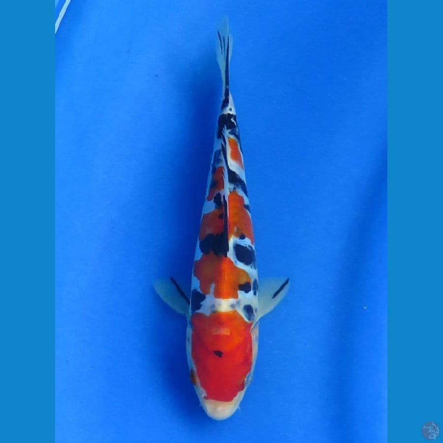 Doitsu SQ , 20cm
