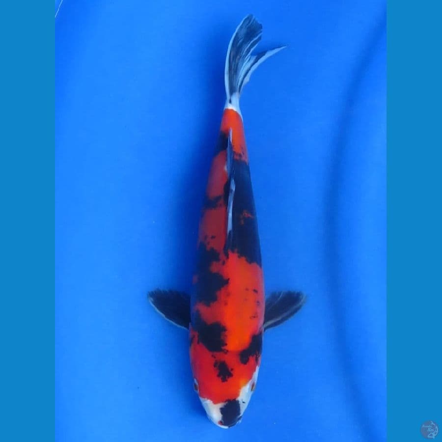 doitsu murni 23cm