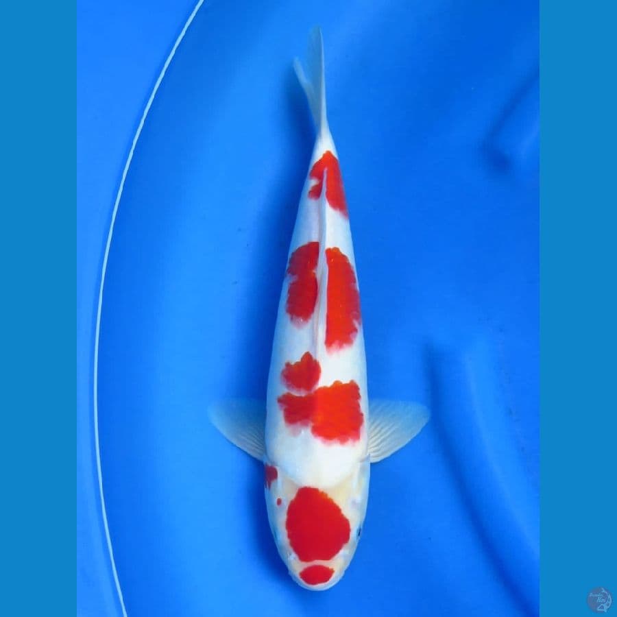 kohaku maruten ori