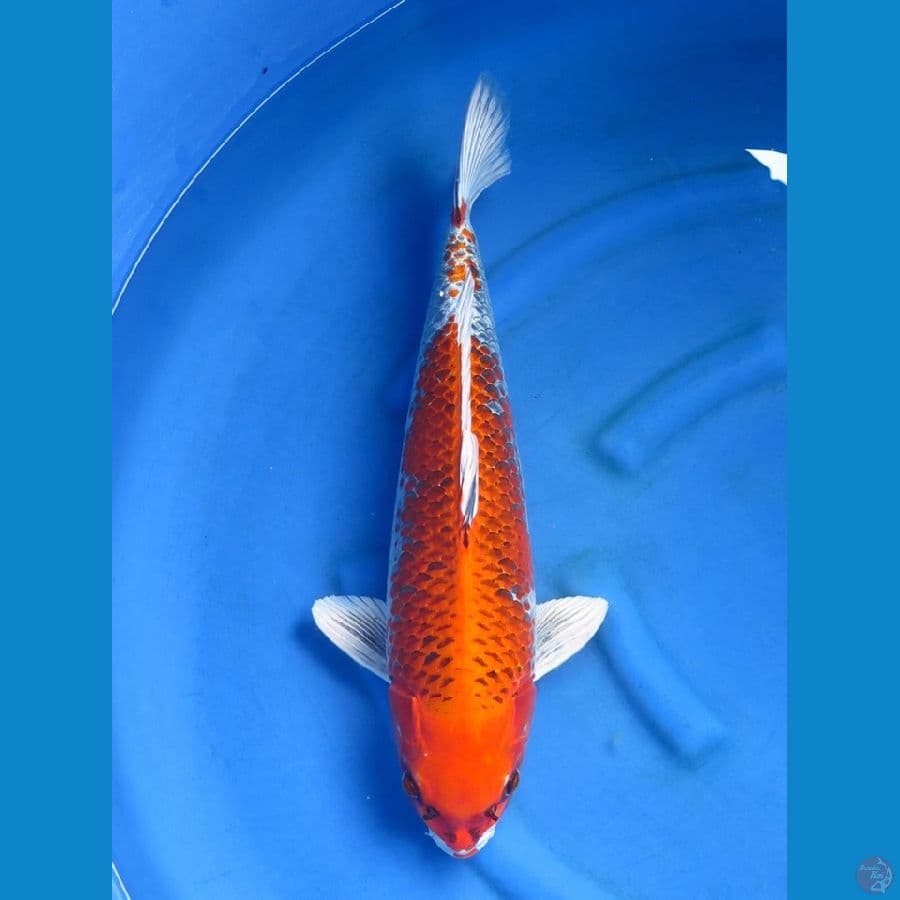 kujaku 55bu male