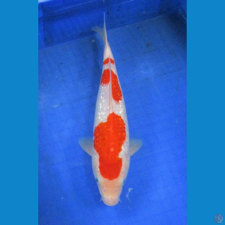 kohaku ginrin ±31cm