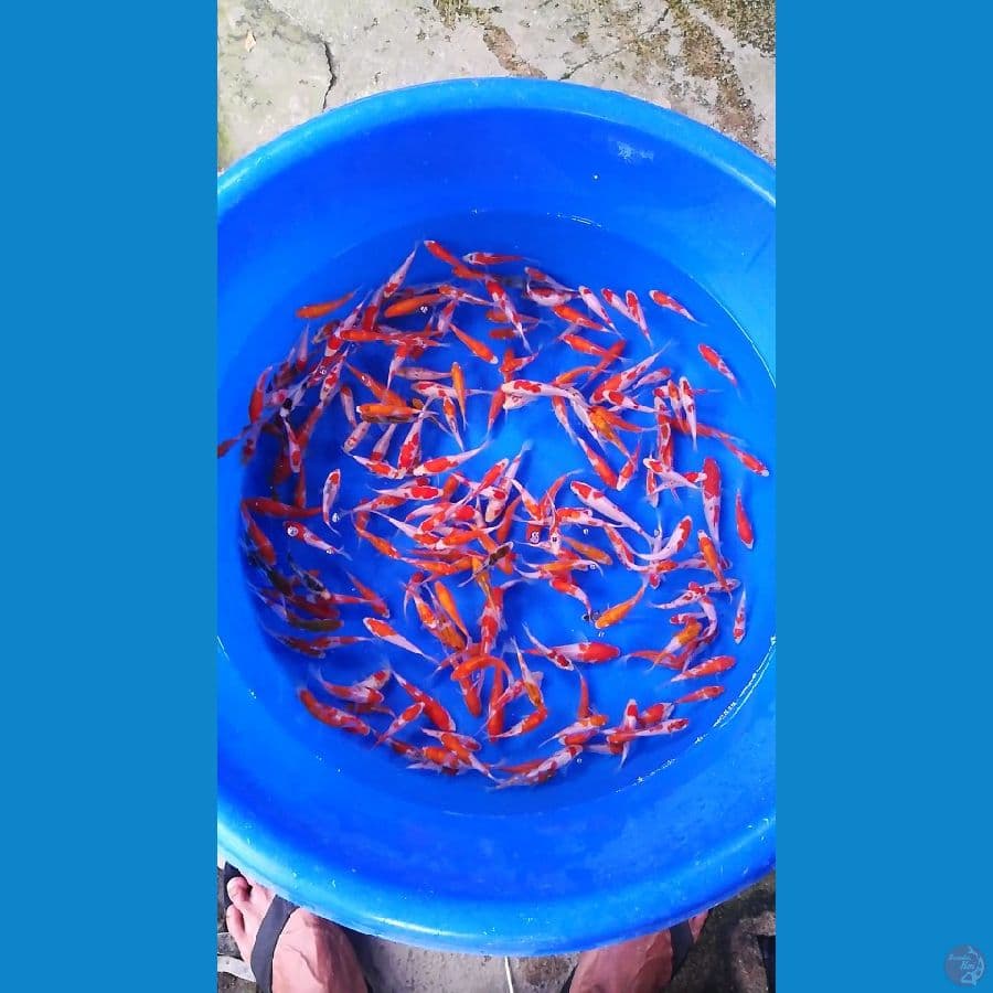 200 ekor