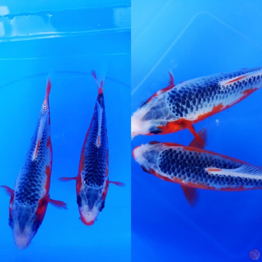 minion asagi sz 13 cm