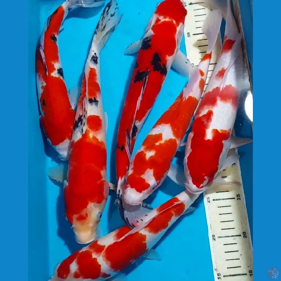 SANKE KOHAKU 30-35 CM 6 EKOR