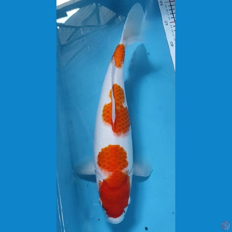 Betina Halus 37cm
