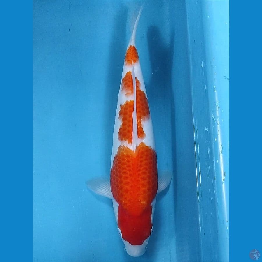 bulkie kohaku 35cm