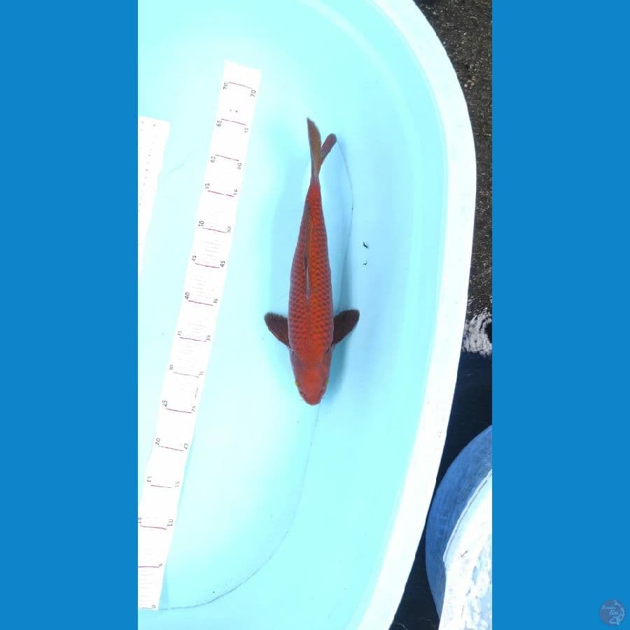 chagoi tembaga 40cm