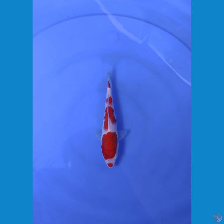 16cm