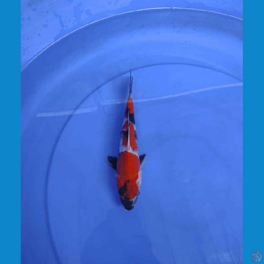 22cm