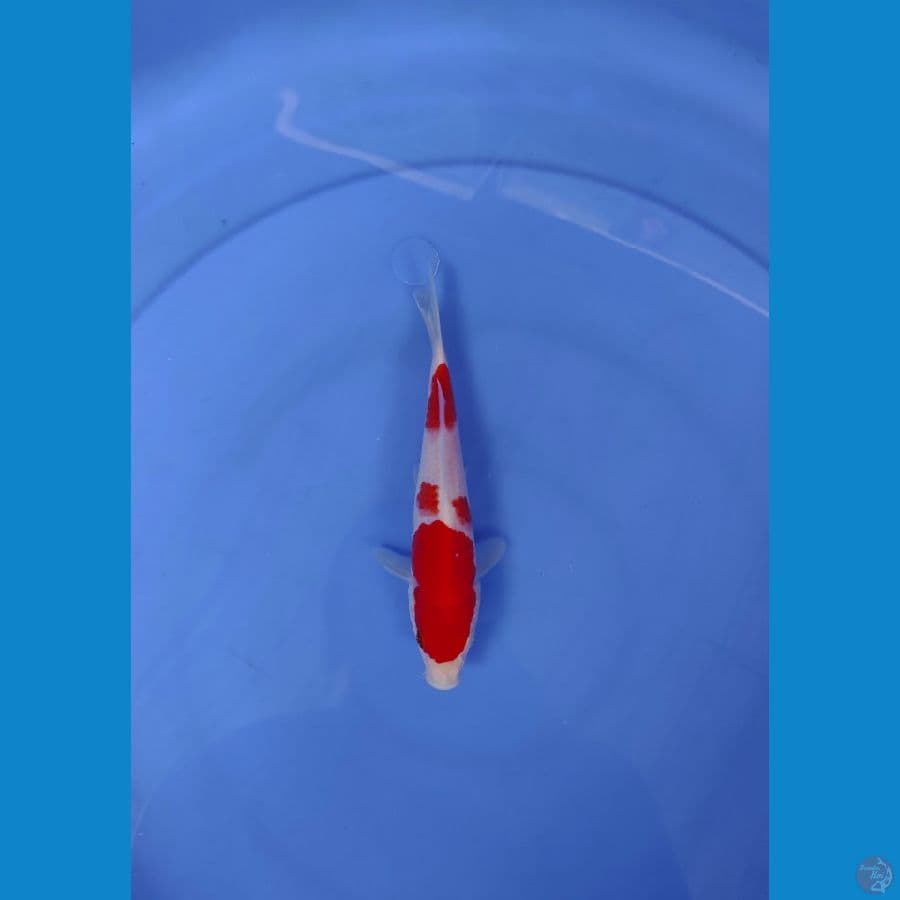 18cm