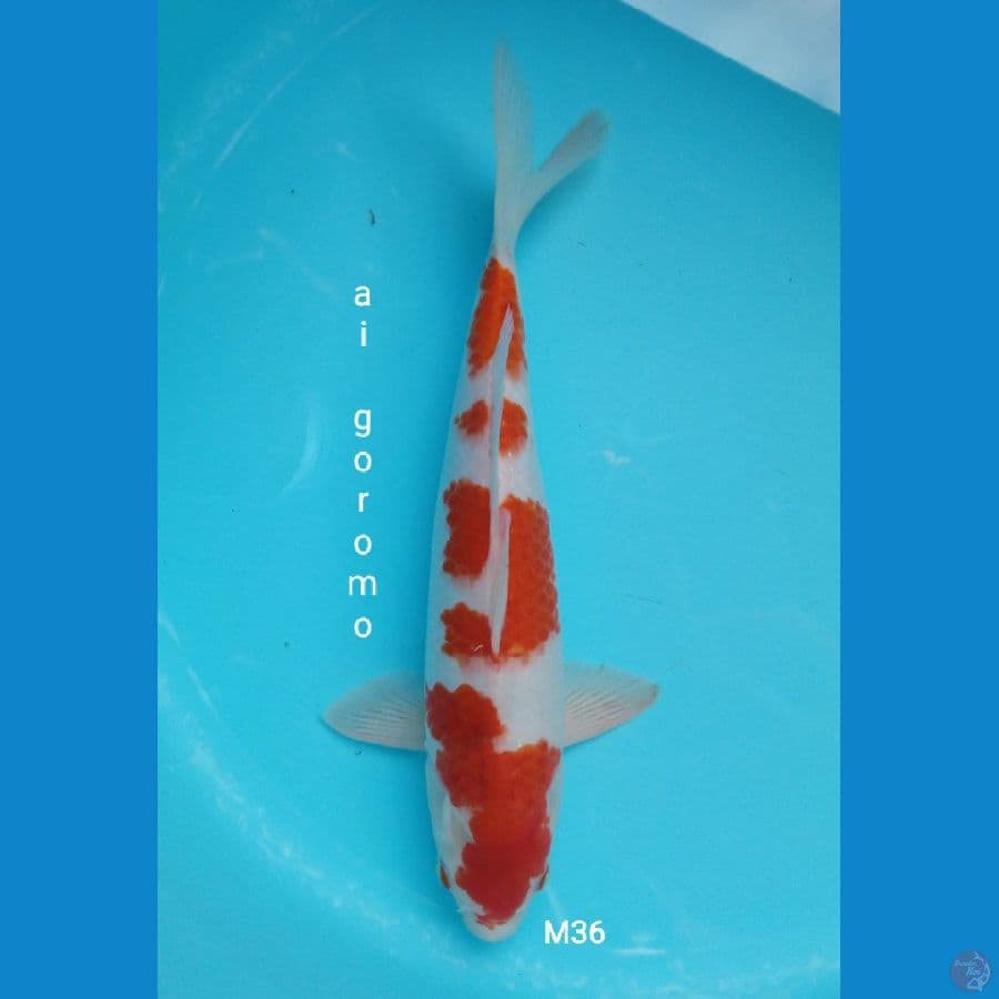 ai goromo 36 cm male