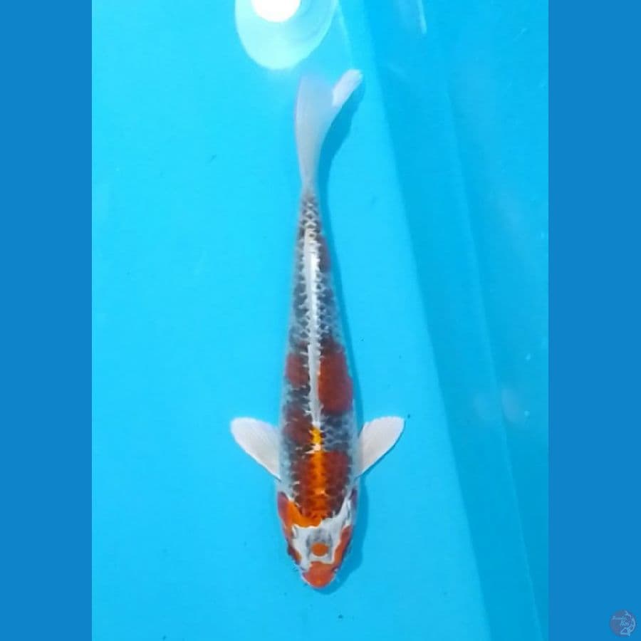 Beni Gingga 28cm (F)