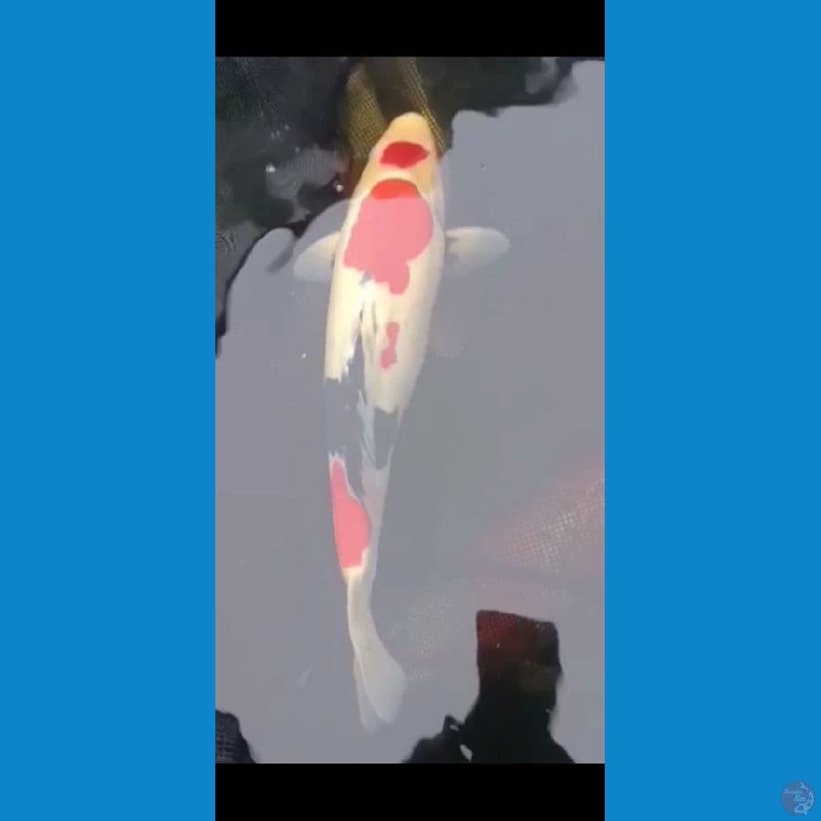 showa full doitsu 39 cm male