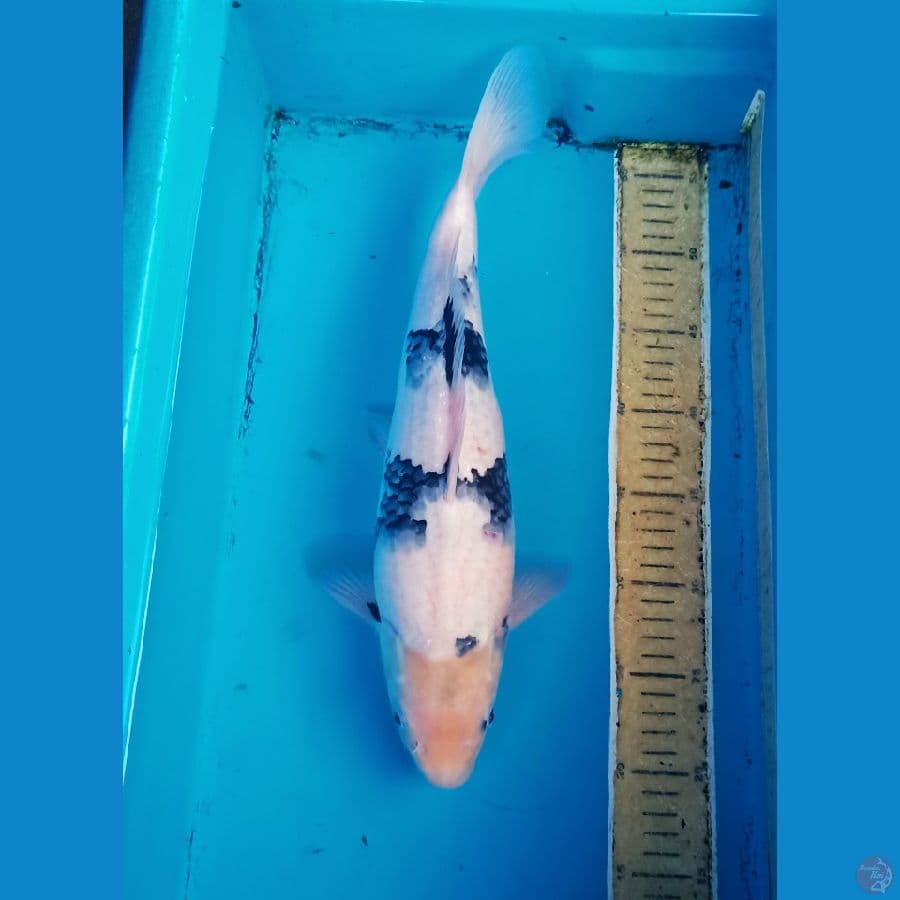 40cm shiro jumbo tategoii