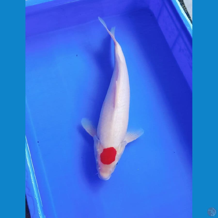 40up Tancho kohaku orie male