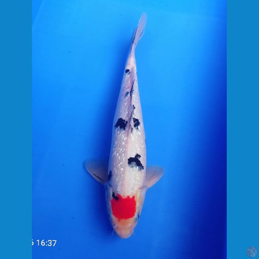 40cm tancho sanke ginrin orie