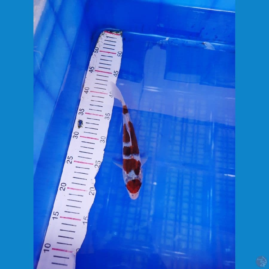 Ai goromo 23 cm