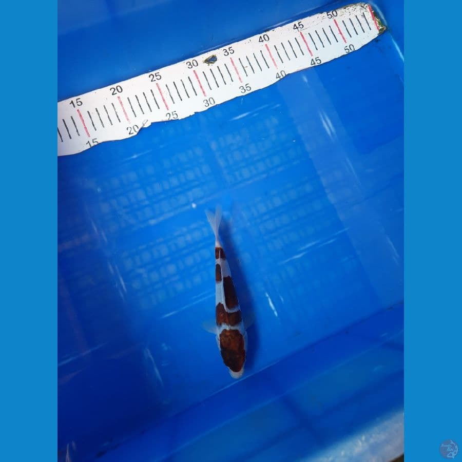 Goromo 19 cm