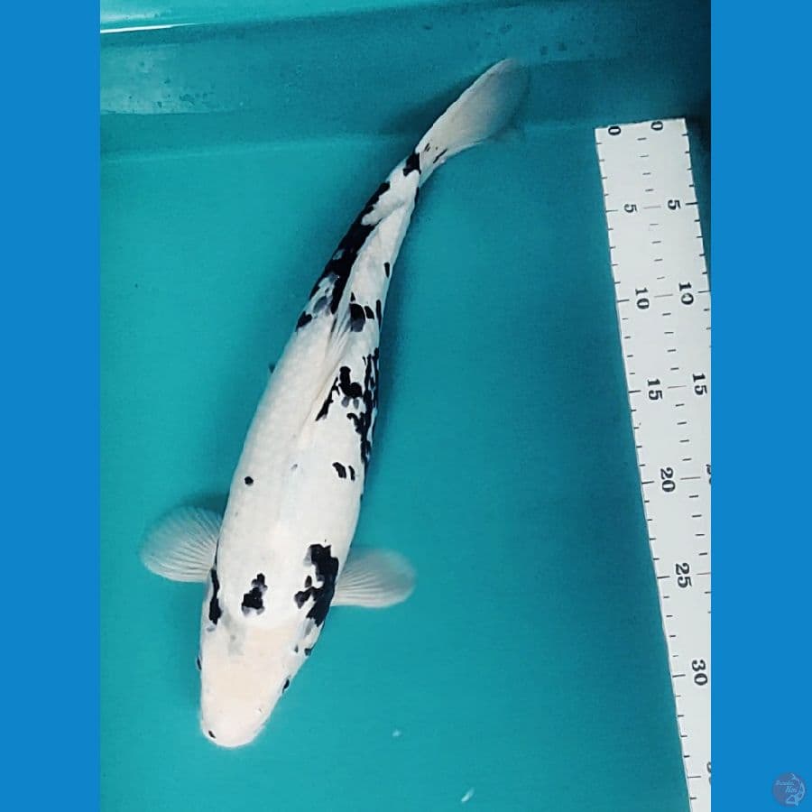 KAWARIMONO RARE 38CM