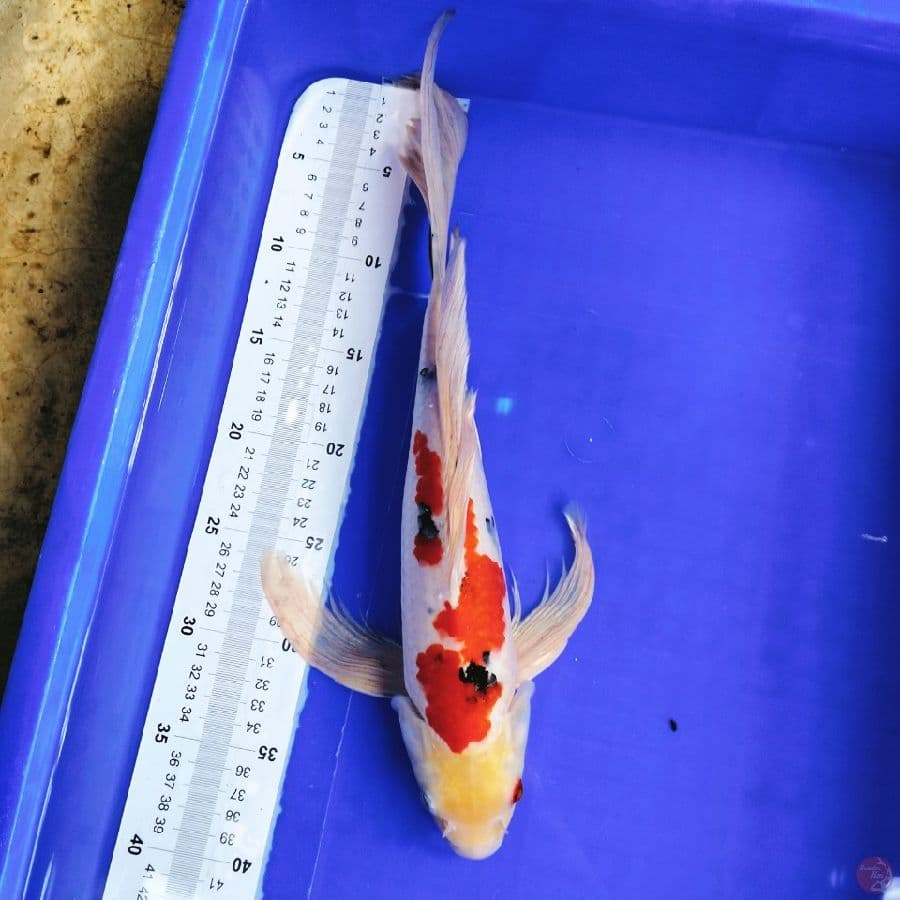 kumpay 40cm male