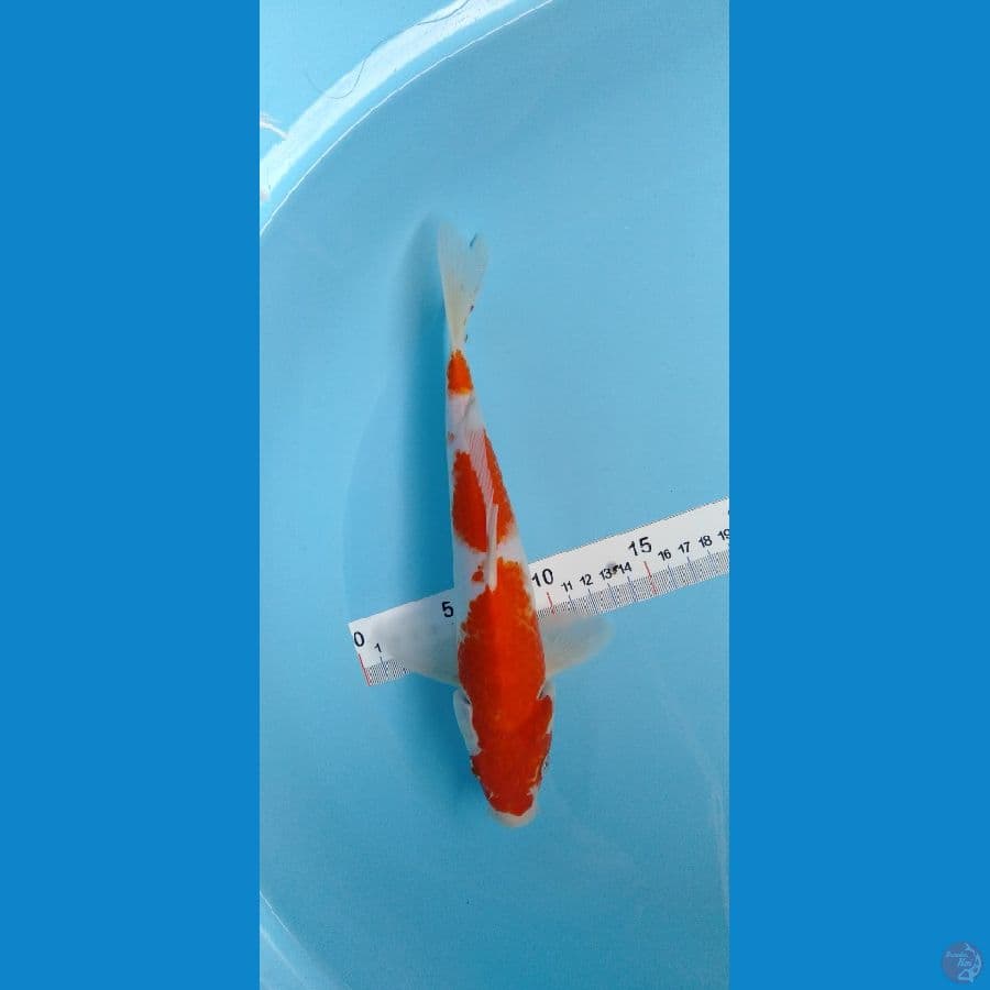 Kohaku 30bu