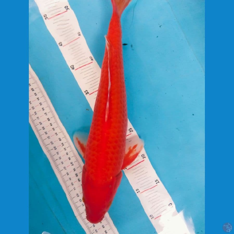 red karasi 36cm
