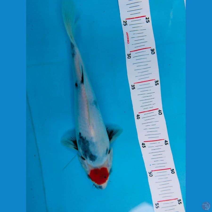 tancho showa 27cm