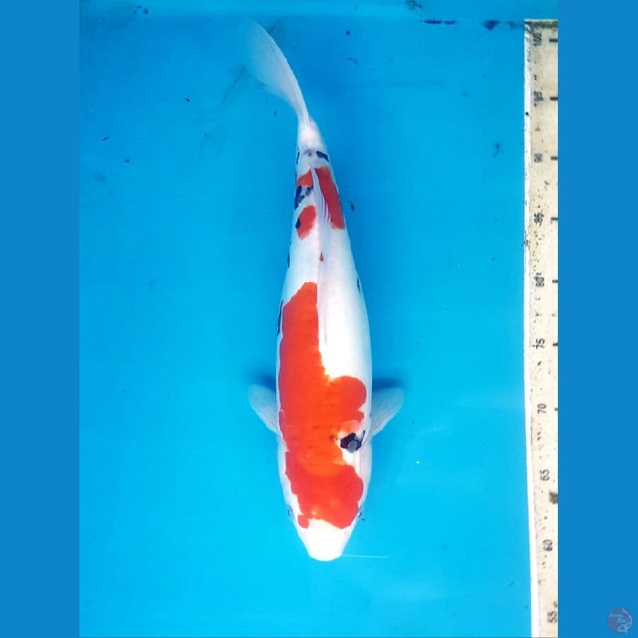 sanke doitsu 38cm