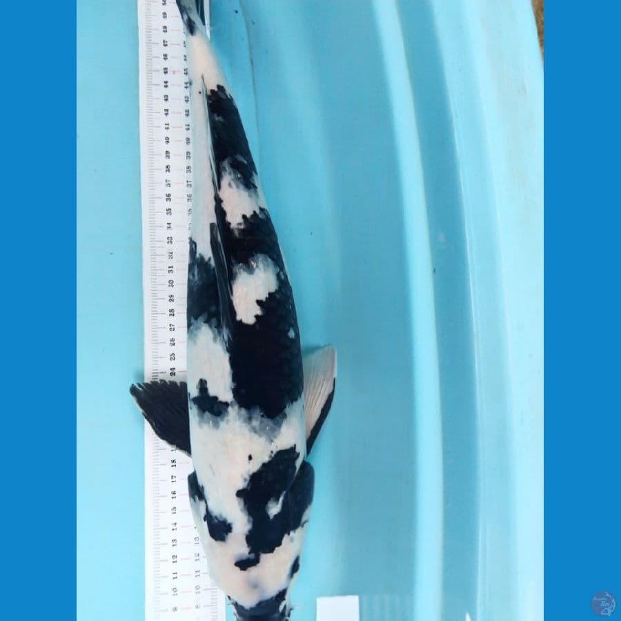 shiro jantan putih bersih 45cm