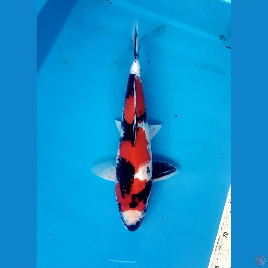 showa 33cm