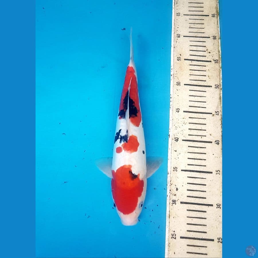 sanke doitsu 31cm